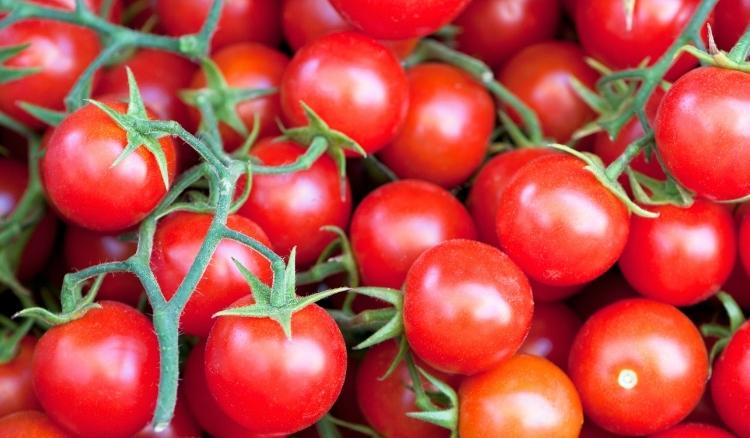 Como plantar tomate cereja com o próprio tomate