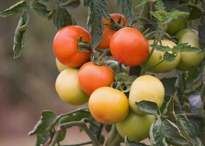 Quanto tempo demora para nascer tomate