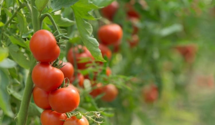 Um pé de tomate produz quantos quilos