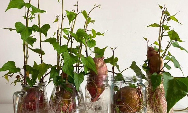plantas aquáticas para vasos de vidro